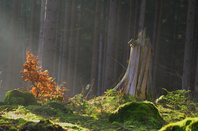Forest Enchantments