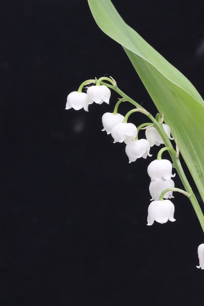 Nature Charms